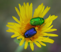 Chrysomélange.jpg