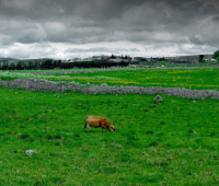 plateau-aubrac.jpg