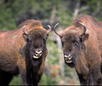 bisons-europe-lozere.jpg