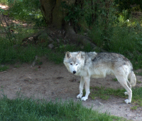 loup-du-gévaudan.jpg