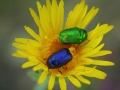 Chrysomélange - Lozère Évasion © Leo Gayola