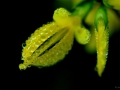 Fleur de genêt - Lozère Évasion © Leo Gayola