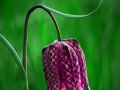 Fritilaire pintade - Lozère Évasion © Leo Gayola