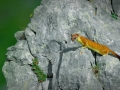 Hermine en chasse - Lozère Évasion © Leo Gayola
