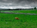 L'Aubrac - Lozère Évasion © Leo Gayola