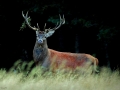 Le roi de la forêt - Lozère Évasion © Leo Gayola