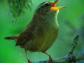 Troglodyte mignon - Lozère Évasion © Leo Gayola