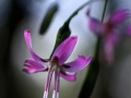 prenanthes purpurea - Lozère Évasion © Leo Gayola