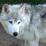 loup-lozere-evasion