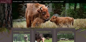 logo-bison